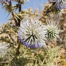 Attēlu rezultāti vaicājumam “Echinops sphaerocephalus leaf”