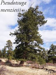 Attēlu rezultāti vaicājumam “Pseudotsuga menziesii var. glauca”