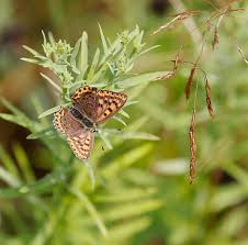Attēlu rezultāti vaicājumam “Lycaena tityrus female”