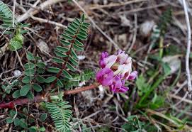Attēlu rezultāti vaicājumam “Astragalus arenarius flower”