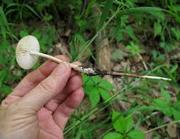 Attēlu rezultāti vaicājumam “Collybia sp.”