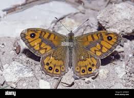 Attēlu rezultāti vaicājumam “Lasiommata megera male”