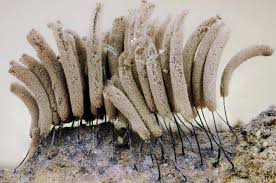 Attēlu rezultāti vaicājumam “Stemonitis pallida”