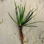 Attēlu rezultāti vaicājumam “Isoetes lacustris leaf”