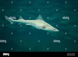 Image result for Mustelus