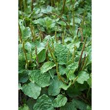 Attēlu rezultāti vaicājumam “Plantago major”