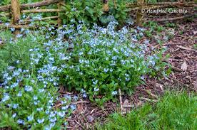 Image result for Vergissmeinnicht