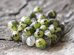 Attēlu rezultāti vaicājumam “Palomena prasina nymph”