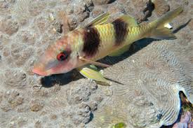 Image result for Parupeneus trifasciatus