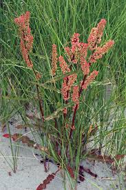 Attēlu rezultāti vaicājumam “Rumex crispus leaf”