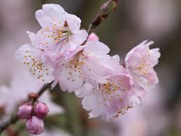 Attēlu rezultāti vaicājumam “Cerasus flower”