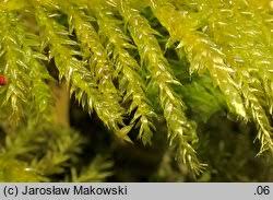 Attēlu rezultāti vaicājumam “Cirriphyllum piliferum”