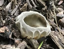 Attēlu rezultāti vaicājumam “Ionomidotis irregularis”