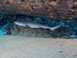 Image result for Triaenodon obesus