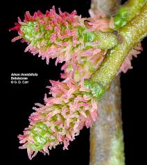 Attēlu rezultāti vaicājumam “Carpinus betulus female flower”