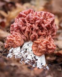 Attēlu rezultāti vaicājumam “Gyromitra”