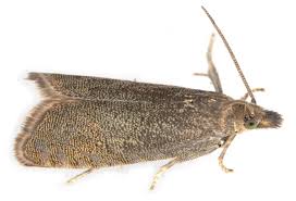 Attēlu rezultāti vaicājumam “Dichrorampha simpliciana”