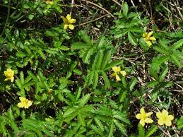 Attēlu rezultāti vaicājumam “Argentina anserina”