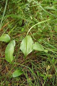 Attēlu rezultāti vaicājumam “Ophioglossum vulgatum”