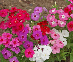 Image result for Phlox drummondii