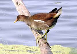 Attēlu rezultāti vaicājumam “Gallinula chloropus juvenile”