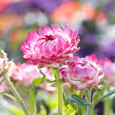 Image result for Strohblume