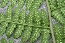 Attēlu rezultāti vaicājumam “Athyrium filix-femina”