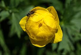 Attēlu rezultāti vaicājumam “Trollius europaeus bud”