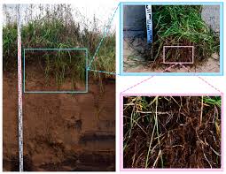 Attēlu rezultāti vaicājumam “Bromopsis inermis fruit”
