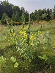 Image result for Oenothera biennis