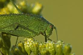 Attēlu rezultāti vaicājumam “Phaneroptera falcata”