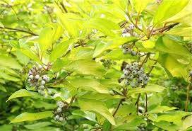 Attēlu rezultāti vaicājumam “Cornus sericea fruit”