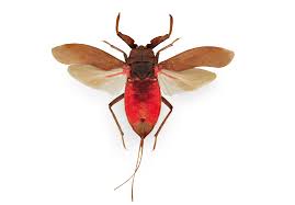 Attēlu rezultāti vaicājumam “Nepa cinerea”