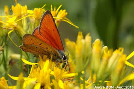 Attēlu rezultāti vaicājumam “Lycaena hippothoe underside”