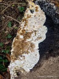 Attēlu rezultāti vaicājumam “Didymium serpula”