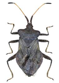 Attēlu rezultāti vaicājumam “Coreus marginatus imago”