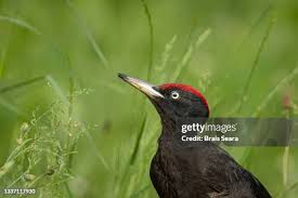 Attēlu rezultāti vaicājumam “Dryocopus martius”