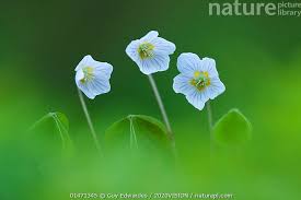 Attēlu rezultāti vaicājumam “Oxalis acetosella”