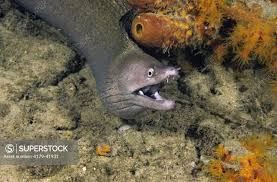 Image result for Gymnothorax vicinus