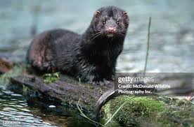 Attēlu rezultāti vaicājumam “Mustela vison”