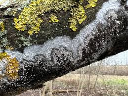 Attēlu rezultāti vaicājumam “Athelia arachnoidea”