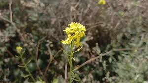 Attēlu rezultāti vaicājumam “Sisymbrium loeselii flower”