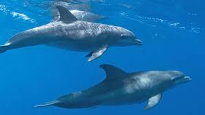 Image result for Durley Dolphin Diver