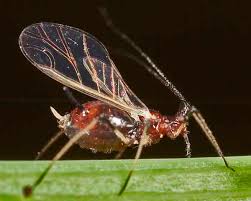 Attēlu rezultāti vaicājumam “Uroleucon hypochoeridis”