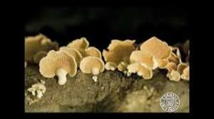 Attēlu rezultāti vaicājumam “Panellus stipticus”