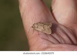 Attēlu rezultāti vaicājumam “Hoplodrina octogenaria”