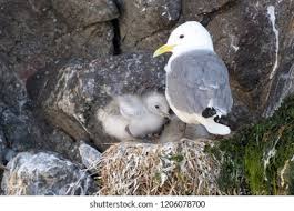 Attēlu rezultāti vaicājumam “Rissa tridactyla nest”