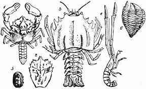 Attēlu rezultāti vaicājumam “Crustacea”