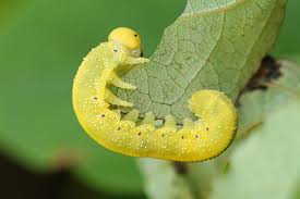 Attēlu rezultāti vaicājumam “Cimbex luteus”