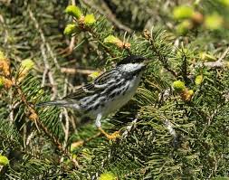 Image result for Dendroica striata